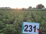 128260231b-rainfed-agriculture-cotton-dominant-sorghum.gif