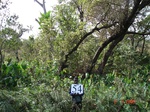 10850gt-054-wetland-swamp-valley-bottom-with-trees-02.jpg
