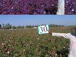 11490030-Irrigated (Surface water) cotton-a.jpg