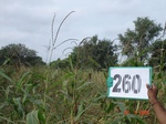 129310260b-rainfed-agriculture-maize-doublecrop-wheat.gif