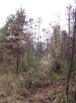 8487IMG_0312.JPG