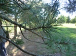 39379CIMG0531.JPG