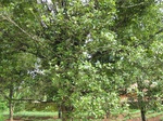 14581IMG_4948.JPG