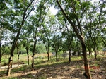 53279CIMG6542.JPG