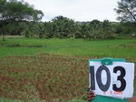 123920103b-rainfed-agriculture-tobacco-millet.gif