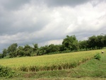 31200CIMG1062.JPG