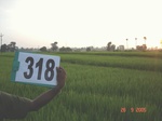 131440318b-irrigated-canal-rice-doublecrop.gif