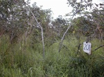 12302GT201_derived_savannah_2.JPG
