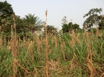 50318CIMG0947.JPG