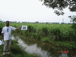 133600380b-irrigated-canal-sugarcane.gif