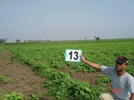 6125013a-irrigated-supplemental-vegetables-cotton-chillies.jpg