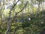 43098DSC00337.JPG