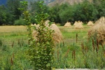 27388DSC_6244.JPG