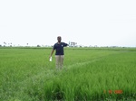 133490378a-irrigated-canal-rice-doublecrop.gif