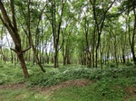 34877CIMG1548.JPG