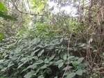 46850DSC02197.JPG