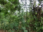 46188CIMG0477.JPG