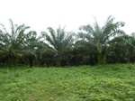 20458P1020315.JPG