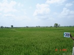131030308c-rainfed-agriculture-rice.gif