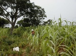 12249GT070_Guinee_corn_pepe_Parkia.JPG