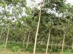 44119CIMG1304.JPG