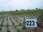 127980223a-rainfed-agriculture-maize-dominant-cotton.gif