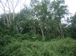3706RIMG0009.JPG