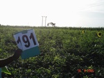 70450191a-rainfed-agriculture-mixedcrop-millet-dominant-soyabean.jpg