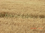 29739CIMG1055.JPG
