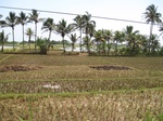 15905IMG_4453.JPG