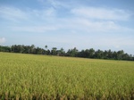 15963IMG_4514.JPG