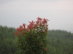 15280IMG_4111.JPG