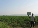 7738gt0132a-cultivated-rainfed-irrigated-chilli-cotton.jpg
