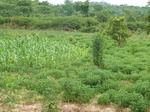 18483P1000319.JPG