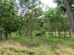 34802CIMG1449.JPG