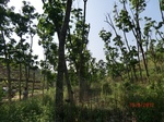 53292CIMG6561.JPG