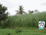 126330173a-irrigated-canal-sugarcane.gif