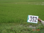 132610352a-rainfed-agriculture-rice.gif