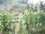 13885IMG_4165.JPG