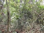 46872DSC02219.JPG