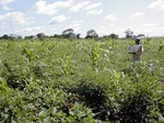 12176GT316_cowpea_mais_cassava_pigeonpea.JPG