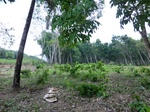 50585CIMG1214.JPG