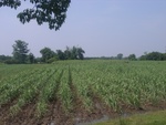 28261RIMG0261.JPG