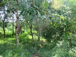 34805CIMG1454.JPG