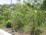 29545IMG_5146.JPG