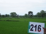 71160216b-irrigated-tank-rice.jpg