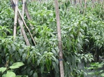 16361IMG_5145.JPG