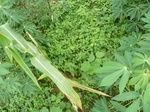 25258P1020101.JPG