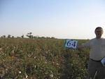 8101064-Irrigated (Surface water) cotton-b.jpg