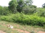 1041812-scrubland-vigourous-dense-c.gif